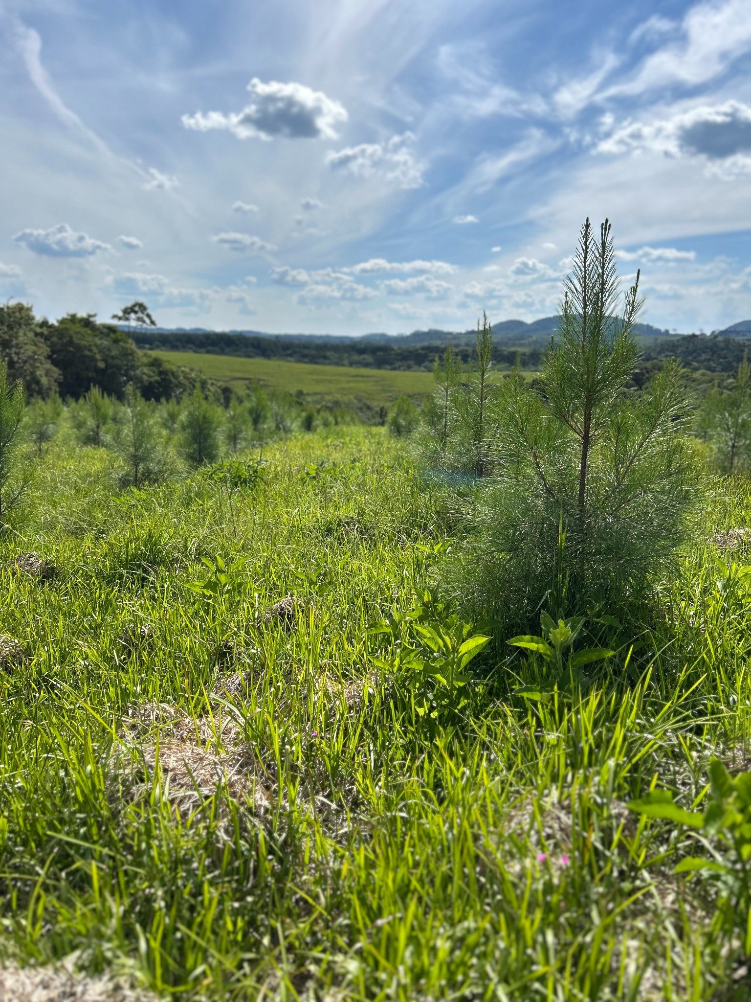 Pinus jovem em área rural